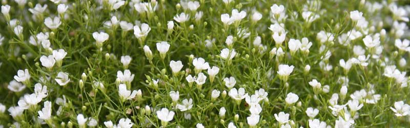 onTCgIRIZbNXړIɋ̂́H0004